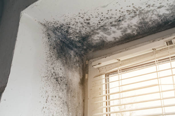 Affordable Mold Removal solutions in Lexington, IL